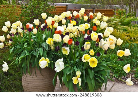 Red, blue and golden tulips in large ceramic planters on a flagged flagged patio.
