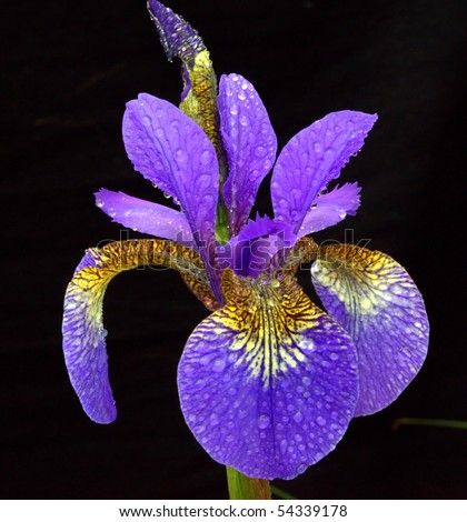 Blue iris flower with water drops  isolated on black