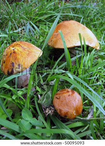 orange cap boletus growing in the Russian forest