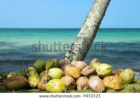 Tropical scene with coconut tree on the first plan and ocean in the background.