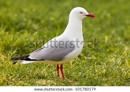 Red-billed Gull, Chroicocephalus scopulinus, foraging in green grass for food