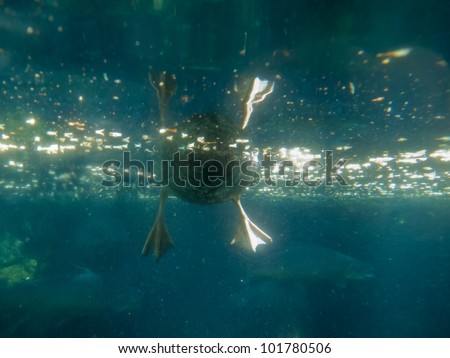 Underwater view of a swimming duck\'s webbed feet with sparkling sunlight on the surface of the water