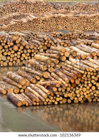 Stockpiled cut and trimmed tree trunks in an industrial timberyard to be processed in a sawmill into lumber