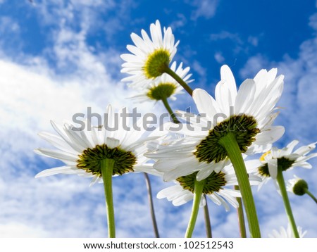 Close up shot of white daisy flowers from below against blue sky with clouds