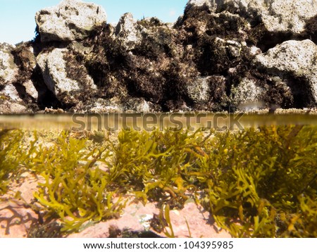 Half underwater half over, over-under split shot of seaweed growth in tidal pool with dark exposed tidal rocks overwater