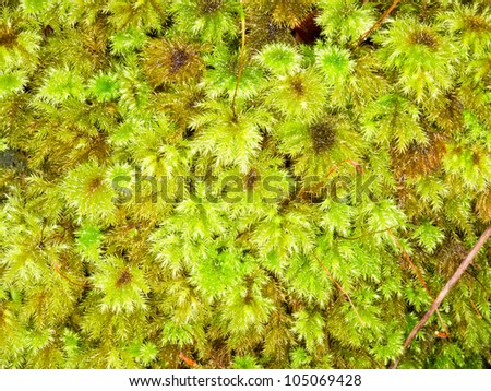 Delicate fresh green moss ground cover background texture pattern