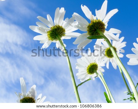 Close up shot of white daisy flowers from below against blue sky with clouds