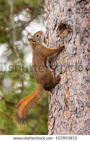 American Red Squirrel