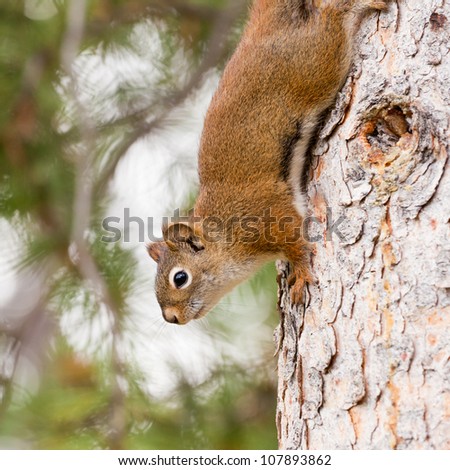 Curious cute American Red Squirrel, Tamiasciurus hudsonicus, climbing head first down a pine tree trunk