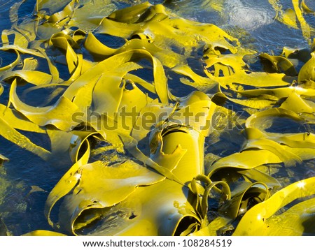 Kelp Texture