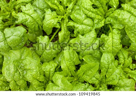 Crisp Leaves