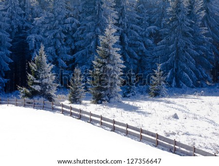 Beautiful frozen fir forest snowy winter landscape with a rustic wooden fence crossing an empty snowy field to a snowcovered coniferous forest