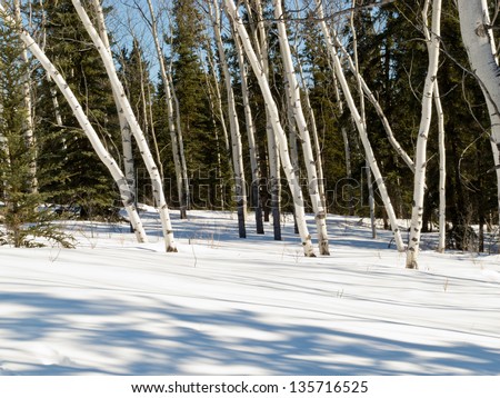Scattered stand of aspen trees in boreal forest taiga on suny late winter day with shadows on snow surface