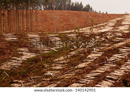 Deforestation of hillside by clearcutting mature Eucalyptus forest for timber harvest