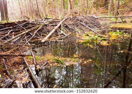 Beaver dam in fall colored forest wetland swamp habitat in coastal rainforest of British Columbia  Canada