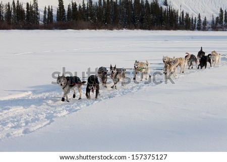 Dogsled team of siberian huskies out mushing on snow pulling a sled that is out of frame through a winter landscape