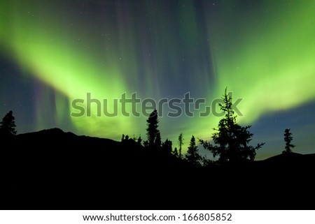 Intense Bands Of Northern Lights Or Aurora Borealis Or Polar Lights Dancing On Night Sky Over Boreal Forest Spruce Trees Of Yukon Territory, Canada