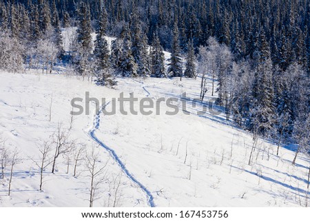 Snow-shoe trail prints in deep powder snow of pristine winter wonderland boreal forest taiga wilderness