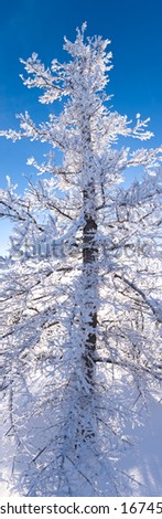 Boreal forest taiga hoar-frost snow covered winter Black Spruce tree branches sparkling in the sun under a clear blue sky