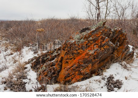 Early winter snow in arctic tundra steppe landscape with rock overcrusted with bright orange lichens