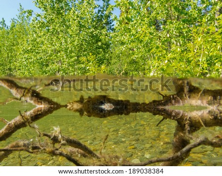 Riparian habitat ecosystem of taiga boreal forest lake shore with green willow and alder bushes on shore trees and close-up sunken rotting wood and reflections in a over under split underwater view