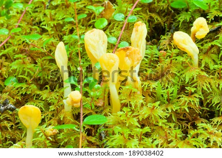 Cluster of Yellow Fairy Fan mushrooms, Spathularia flavida, growing in green sphagnum peat moss
