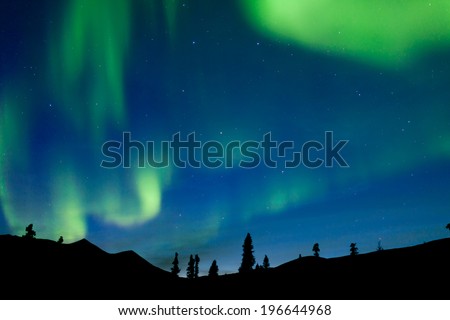 Moving bands of Aurora borealis or Polar lights dance on night sky over boreal forest taiga spruce trees of Yukon Territory, Canada