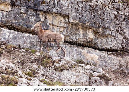 Female Stone Sheep, Ovis dalli stonei, or thinhorn sheep leading its lamb up rocky mountain terrain, wildlife of northern Canadian Rocky Mountains, British Columbia, Canada