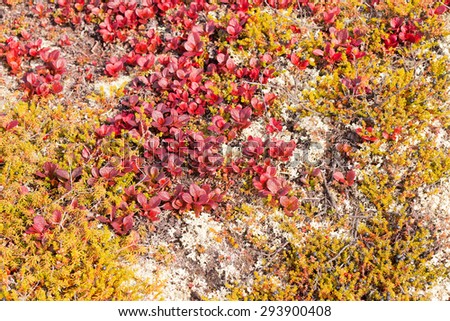Red Bearberry plant, Arctous rubra, bright red colored leaves in autumn nature background texture pattern