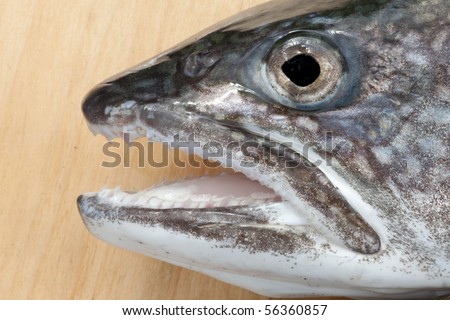 Lake Trout Teeth