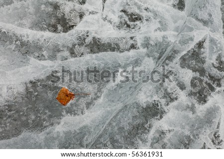 Surface of thick ice layer on lake, weathered by numerous thaw and freeze cycles with brown fall leaf sunken into.