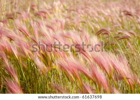 Mature Fox Tail Barley aka Squirrel Tail Grass (Hordeum jubatum) with red tint to seed stalks.