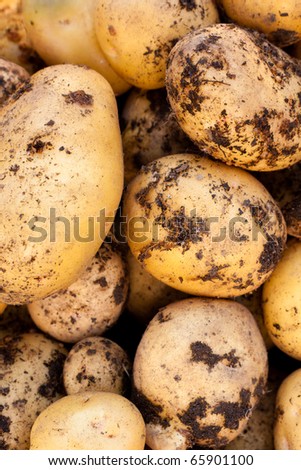Yukon Gold Potatoes Green