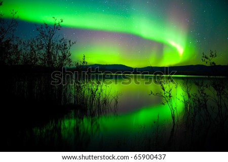 Intense northern lights (Aurora borealis) over Lake Laberge, Yukon Territory, Canada, with silhouettes of willows on lake shore.