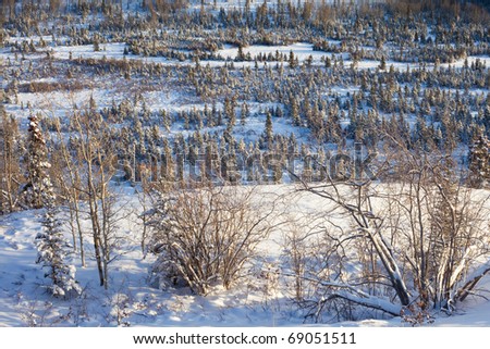 Young spruce trees in snowy boreal forest: where  Santa Claus gets his Christmas trees.