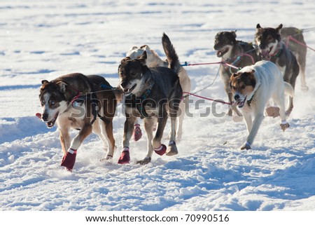 Team of enthusiastic sled dogs pulling hard to win the sledding race.