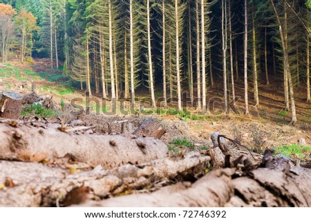 Pile Of Logs