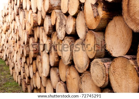 Rich harvest in forest: Cut down and piled logs.