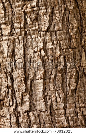 Olive tree Olea europaea bark background texture pattern Olive tree Olea europaea bark background texture pattern