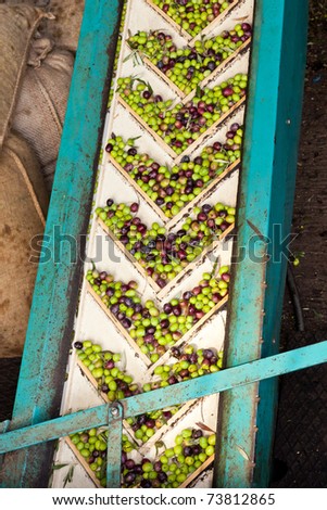 Conveyor belt constantly feeding olives into small scale olive oil mill factory for extracting extra virgin olive oil.