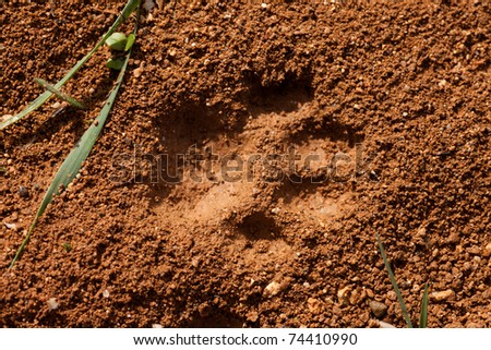 Recent foot print of a cat in surface of soft wet mud.