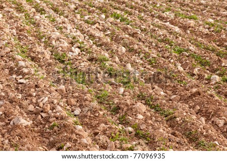Background texture pattern of rows of young green on poor agricultural land with lots of rocks mixed with dirt.