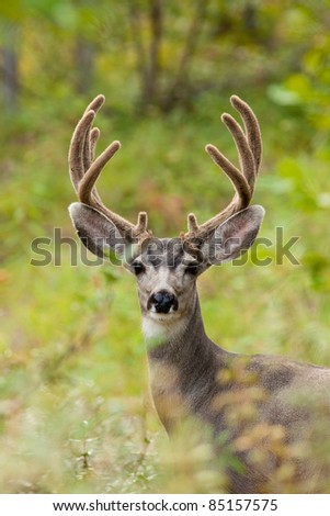 Portrait of mule deer buck (Odocoileus hemionus) with velvet antler staring from the woods.
