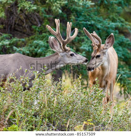 Two mule deer bucks (Odocoileus hemionus) with velvet antlers in the wild. Friendly interaction before rut.