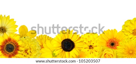Selection of Yellow Flowers at Bottom Row Isolated on White. Various set of Dahlia, Dandelion, Daisy, Gerber, Sunflower, Marigold Flowers