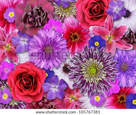 Various Pink, Purple, Red Flowers on top of each other.  Background with Selection of Nine Periwinkle, Rose, CornFlower, Lily, Daisy, Chrysanthemum, Dahlia, Carnation, Primrose Flowers