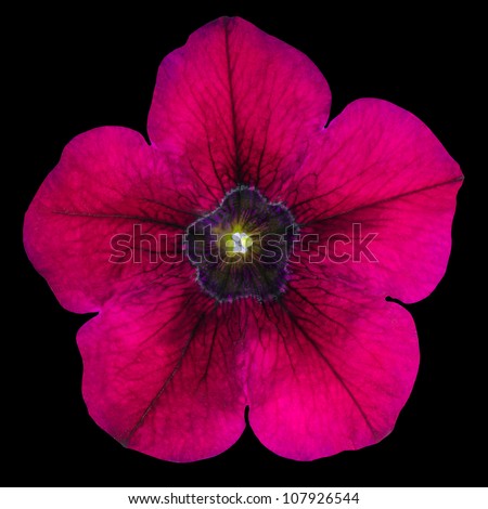 Purple Morning Glory Flower Isolated on Black Background