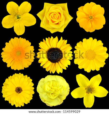 Collection of Nine Yellow Flowers Isolated on Black. Various set of Dahlia, Dandelion, Daisy, Gerber, Sunflower, Marigold Flowers
