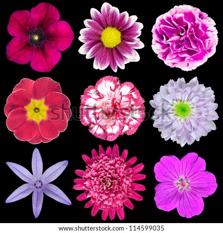 Collection of Nine Various Pink, Purple, Red Flowers Isolated on Black Background. Selection of Nine Periwinkle, Rose, CornFlower, Lily, Daisy, Chrysanthemum, Dahlia, Carnation, Primrose Flowers