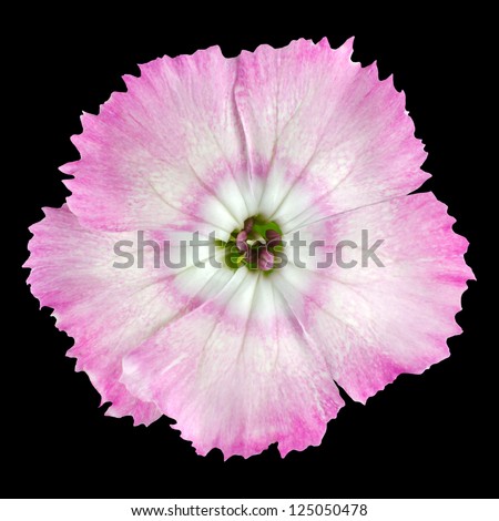 Macro of Pinks wild flower isolated on black background